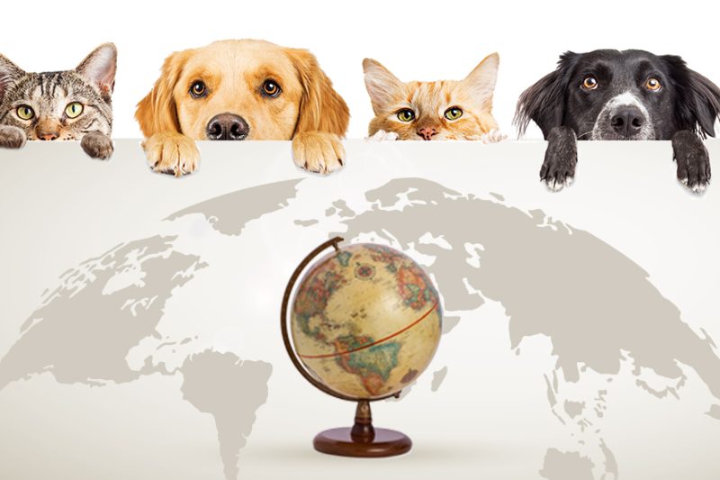 Откройте для себя страны, в которых больше всего разрешено проживание с домашними животными для международного переезда