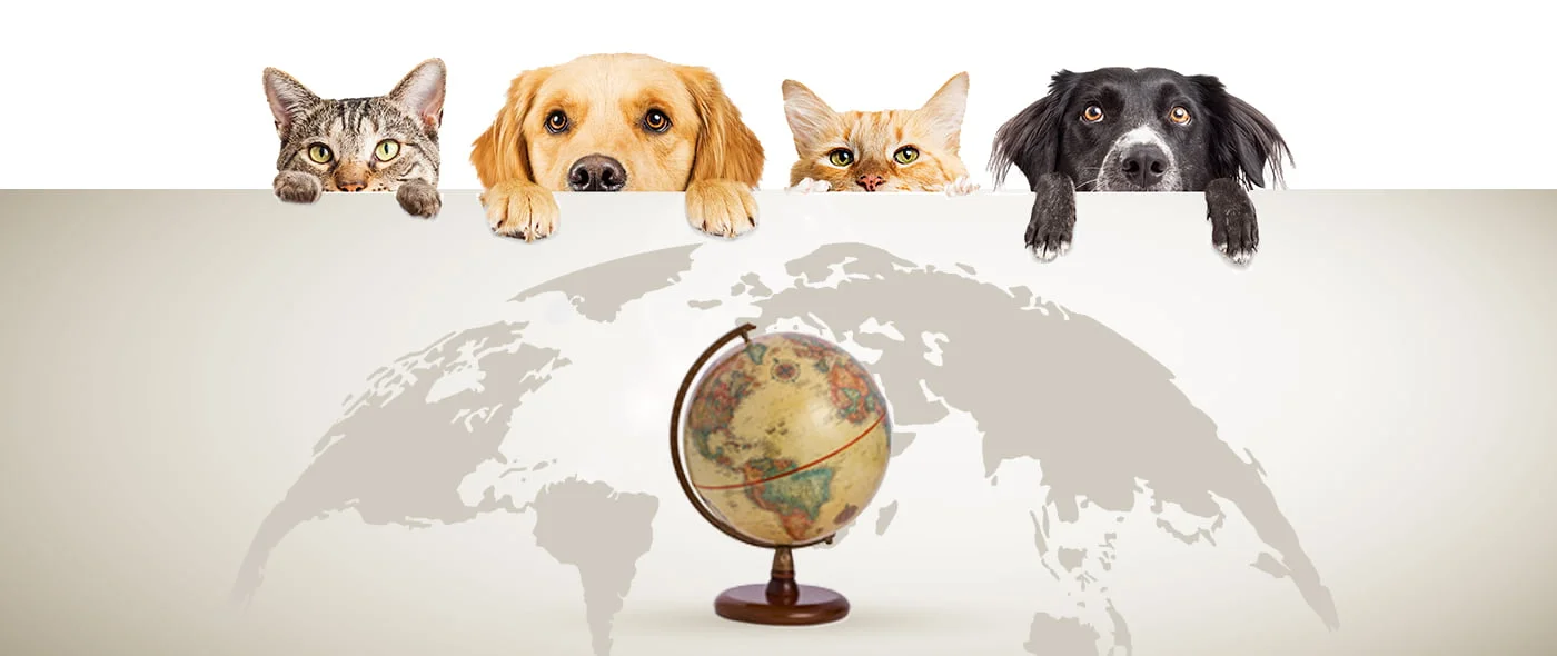 Descubra los países más amigables con las mascotas para la reubicación internacional