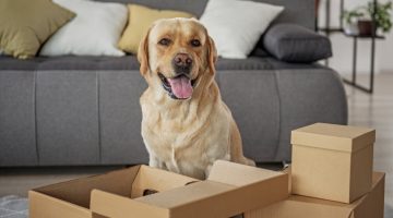 Experts Guide For Pet Relocation