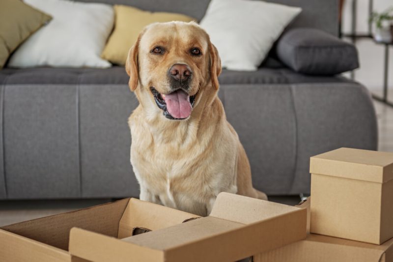 Experts Guide For Pet Relocation